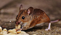 24 Hour & Emergency Exterminators in Rural Hall, NC